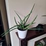 Healthy Sansevieria Cylindrica (African Spear) in Ceramic Pot Image 5