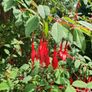 Hardy Fuchsia Hedging Image 2