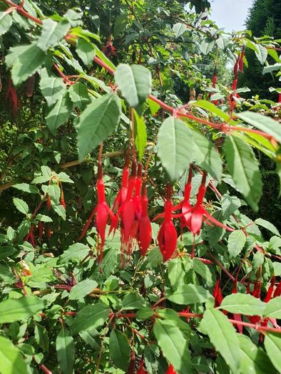 Hardy Fuchsia Hedging