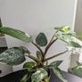 Philodendron White Princess Plant Image 4