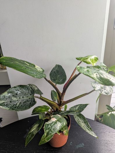 Philodendron White Princess Plant