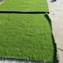 Artificial grass Image 3