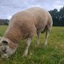 Purebred Beltex Ram Image 5