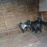 pygmy Goats Image 2