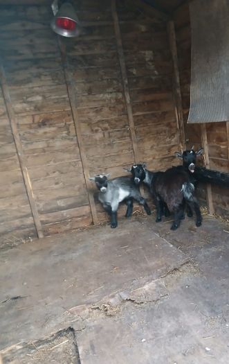 pygmy Goats