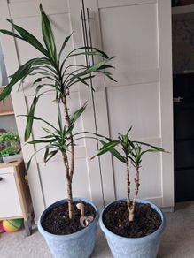 Indoor plants - Spineless Yucca x 2