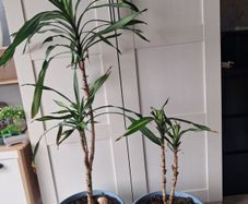 Indoor plants - Spineless Yucca x 2