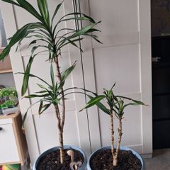 Indoor plants - Spineless Yucca x 2