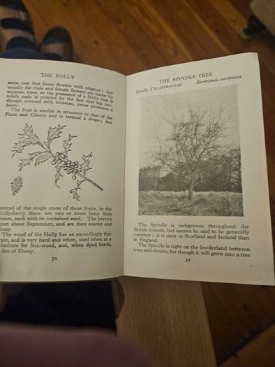 The Observer's Book Of Trees. Minature 1968 Hardback In Good Condition.  See Photos For Same.