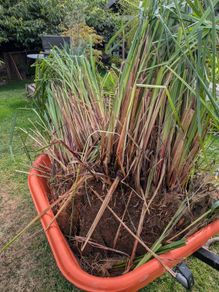 plants