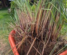 plants
