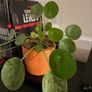 Plants for sale Image 10