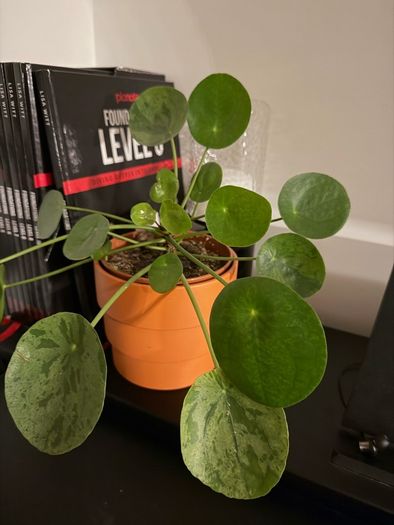 Plants for sale