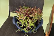 indoor plant