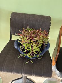 indoor plant