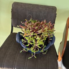 indoor plant