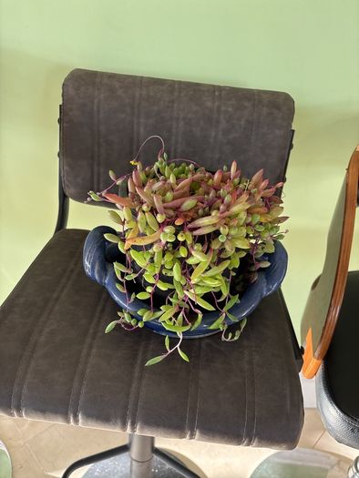 indoor plant