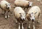 Beltex sheep.