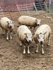 Beltex sheep.