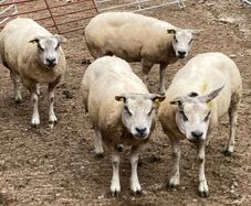 Beltex sheep.