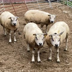 Beltex sheep.