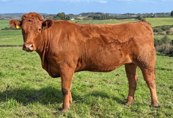 35 In-Calf Heifers for Sale Balla Mart 17 Oct
