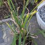 Daylillies in pots Image 5