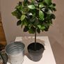 Artificial plants Image 3