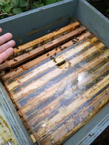 Bee family 240 each!!! and beehive national 2 floor for 200.