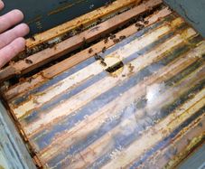 Bee family 240 each!!! and beehive national 2 floor for 200.