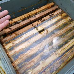 Bees