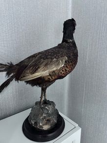 Taxidermy pheasant