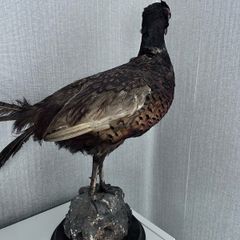 Taxidermy pheasant