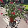 salvia plant in a pot Image 2