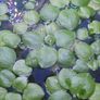Amazon Frogbit - floating plants Image 5