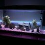 Tropical fish tank Image 2
