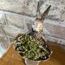 New bespoke 15cm high Jeeves the hare butler with tray and dried moss Image 5