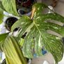 Monstera Thai Image 2