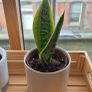3 Snake Plants (Sansevieria trifasciata) Image 2