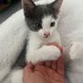 Kitten for a loving home Image 2