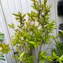 garden plants Image 2