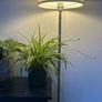 spider plant Image 3