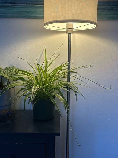 spider plant