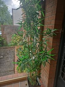 bamboo large plant...