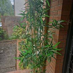 bamboo large plant...