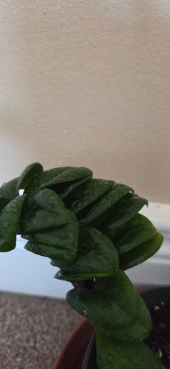 Plants set