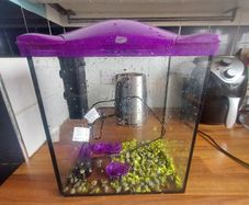 Fish tank and filter