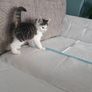 Kittens Image 9