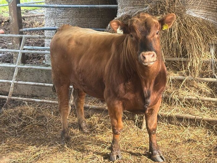 Pedigree Angus bull