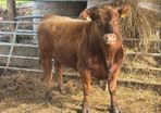 Pedigree Angus bull